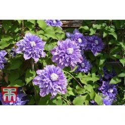 Clematis 'Multi Blue' -Perfect Greenery CLEM T66153 A
