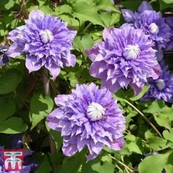 Clematis 'Multi Blue' -Perfect Greenery CLEM T66153 B1
