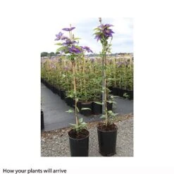 Clematis 'Multi Blue' -Perfect Greenery CLEM T66153 B h