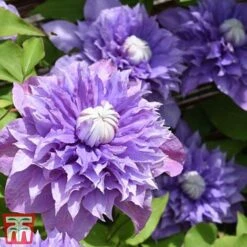 Clematis 'Multi Blue' -Perfect Greenery CLEM T66153 D