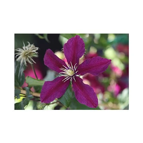 Clematis 'Niobe' 4 Clematis 'Niobe' - Image 2