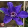 Clematis 'The President' -Perfect Greenery CLEM T66160 A