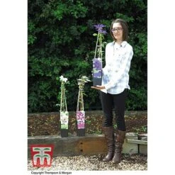 Clematis 'The President' -Perfect Greenery CLEM T66160 E