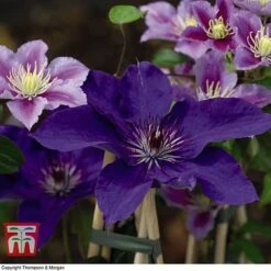 Clematis 'The President' -Perfect Greenery CLEM T66160 G