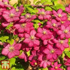 Clematis 'Ville De Lyon' -Perfect Greenery CLEM T66161 A