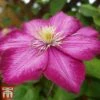 Clematis 'Ville De Lyon' -Perfect Greenery CLEM T66161 B