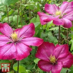 Clematis 'Ville De Lyon' -Perfect Greenery CLEM T66161 C