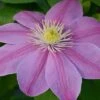 Clematis Alaina™ Evipo056 2 Clematis Alaina™ Evipo056 -Perfect Greenery CLEM T77103 A h