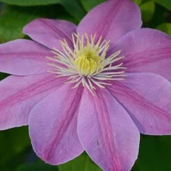 Clematis Alaina™ Evipo056