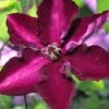 Clematis Amethyst Beauty™ Evipo043 -Perfect Greenery CLEM T77104 A h
