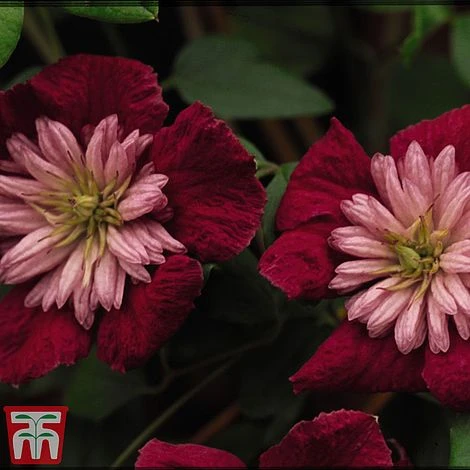 Clematis Avant-Garde™ Evipo033 4 Clematis Avant-Garde™ Evipo033 - Image 2