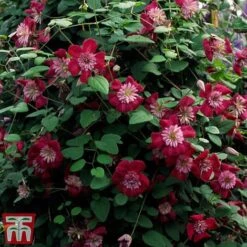Clematis Avant-Garde™ Evipo033 7 Clematis Avant-Garde™ Evipo033 -Perfect Greenery CLEM T77107 C
