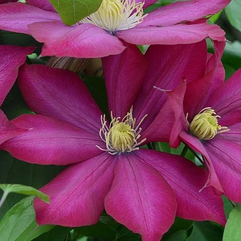 Clematis Bourbon™ Evipo018 3 Clematis Bourbon™ Evipo018
