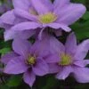 Clematis Cezanne™ Evipo023