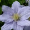 Clematis Chelsea™ Evipo051 -Perfect Greenery CLEM T77112 A h