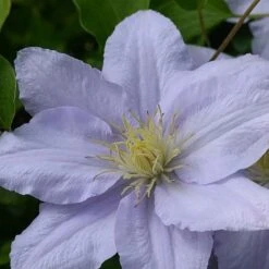 Clematis Chelsea™ Evipo051