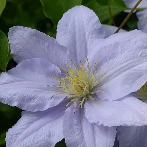 Clematis Chelsea™ Evipo051 3 Clematis Chelsea™ Evipo051