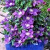 Clematis Chevalier™ Evipo040 -Perfect Greenery CLEM T77113 B h