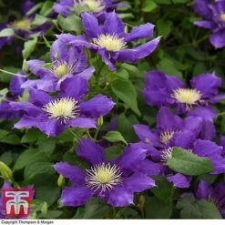 Clematis Chevalier™ Evipo040 -Perfect Greenery CLEM T77113 C