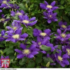Clematis Chevalier™ Evipo040 -Perfect Greenery CLEM T77113 D