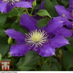 Clematis Chevalier™ Evipo040 -Perfect Greenery CLEM T77113 E