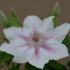 Clematis Corinne™ Evipo063 2 Clematis Corinne™ Evipo063 -Perfect Greenery CLEM T77114 A h