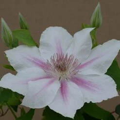 Clematis Corinne™ Evipo063