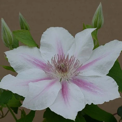 Clematis Corinne™ Evipo063 3 Clematis Corinne™ Evipo063