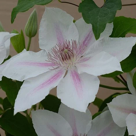 Clematis Corinne™ Evipo063 4 Clematis Corinne™ Evipo063 - Image 2