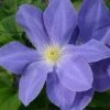 Clematis Diana's Delight™ Evipo026 -Perfect Greenery CLEM T77118 A h