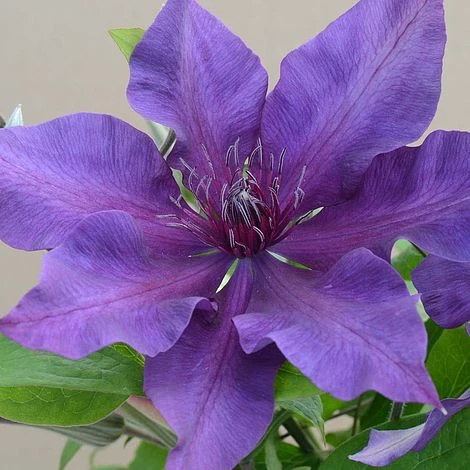 Clematis Fleuri™ Evipo042 3 Clematis Fleuri™ Evipo042