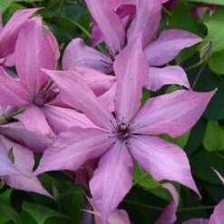 Clematis Patio Collection -Perfect Greenery CLEM T77122 A h 1