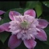 Clematis Josephine™ Evijohill -Perfect Greenery CLEM T77125 A h