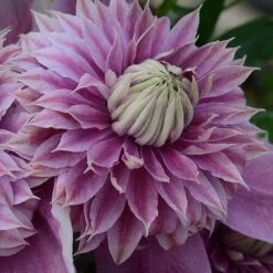 Clematis Josephine™ Evijohill -Perfect Greenery CLEM T77125 C h