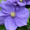 Clematis Kingfisher™ Evipo037 -Perfect Greenery CLEM T77126 A h