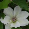 Clematis Kitty™ Evipo097 -Perfect Greenery CLEM T77127 A h