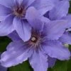 Clematis Parisienne™ Evipo019 -Perfect Greenery CLEM T77129 A h
