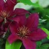 Clematis Picardy™ Evipo024 -Perfect Greenery CLEM T77130 A h