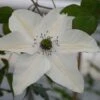 Clematis Pistachio™ Evirida -Perfect Greenery CLEM T77131 A h