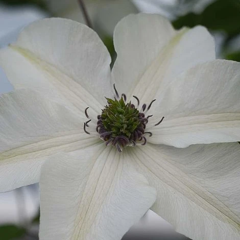 Clematis Pistachio™ Evirida 4 Clematis Pistachio™ Evirida - Image 2