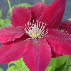 Clematis Rebecca™ Evipo016 -Perfect Greenery CLEM T77132 A h