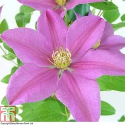 Clematis 'Sally'™ Evipo077 8 Clematis 'Sally'™ Evipo077 -Perfect Greenery CLEM T77135 A