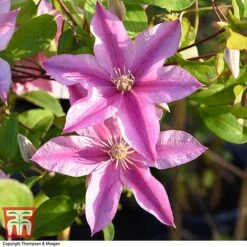 Clematis 'Sally'™ Evipo077 9 Clematis 'Sally'™ Evipo077 -Perfect Greenery CLEM T77135 AA