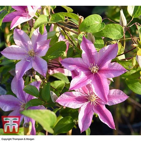 Clematis 'Sally'™ Evipo077 3 Clematis 'Sally'™ Evipo077