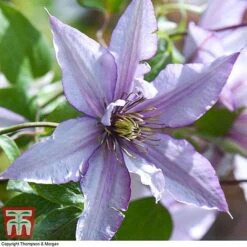 Clematis 'Samaritan Jo'™ Evipo075