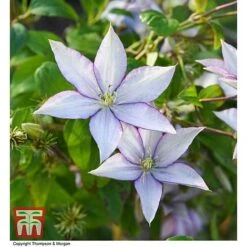 Clematis 'Samaritan Jo'™ Evipo075 -Perfect Greenery CLEM T77136 AA
