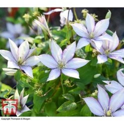 Clematis 'Samaritan Jo'™ Evipo075 -Perfect Greenery CLEM T77136 BB