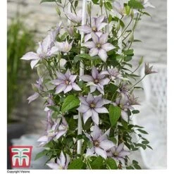 Clematis 'Samaritan Jo'™ Evipo075 -Perfect Greenery CLEM T77136 CC