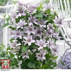 Clematis 'Samaritan Jo'™ Evipo075 -Perfect Greenery CLEM T77136 DD