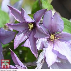 Clematis 'Samaritan Jo'™ Evipo075 -Perfect Greenery CLEM T77136 E
